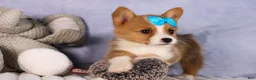 Welsh Corgi Pembroke dogs for sale: Benji🐾💙 - Ad 3