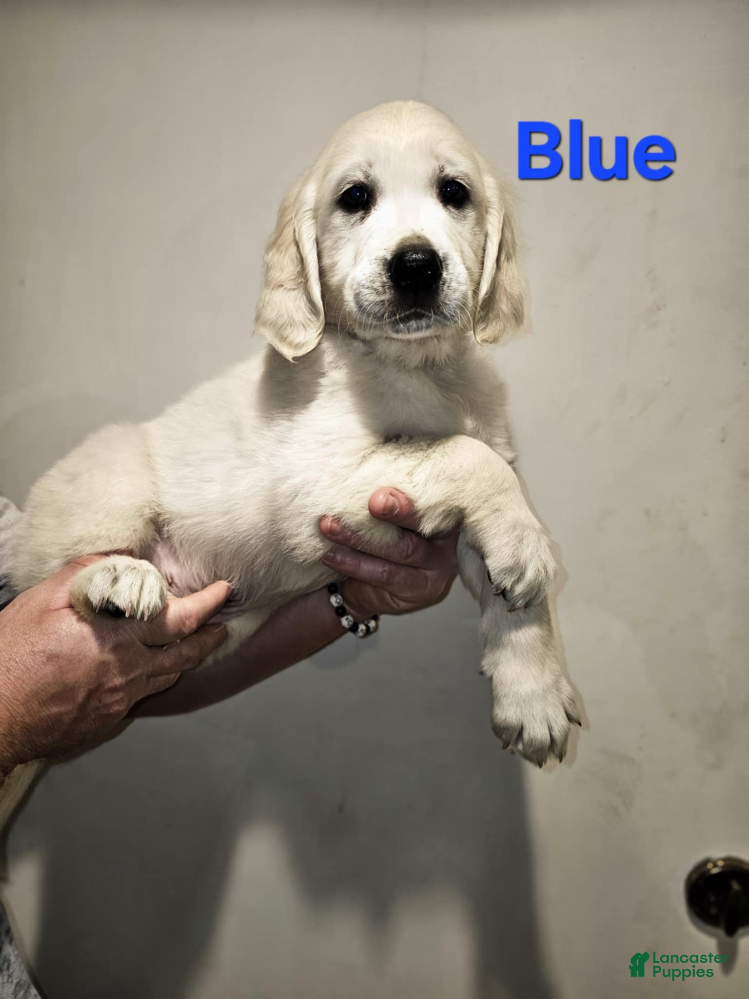 Golden Retriever dogs Golden Retriever Puppy 3 - Ad 7