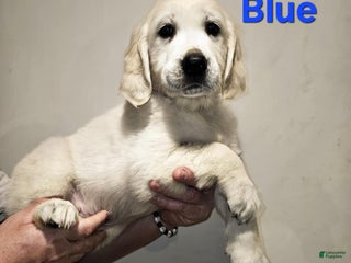 Golden Retriever dogs Golden Retriever Puppy 3 - Ad 6