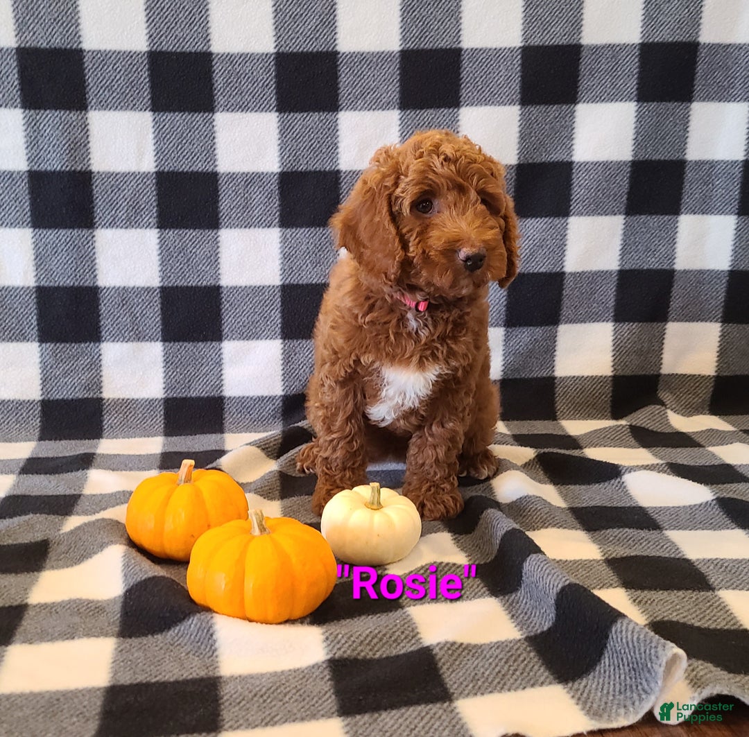 Cockapoo dogs for sale: Rosie - Ad 2