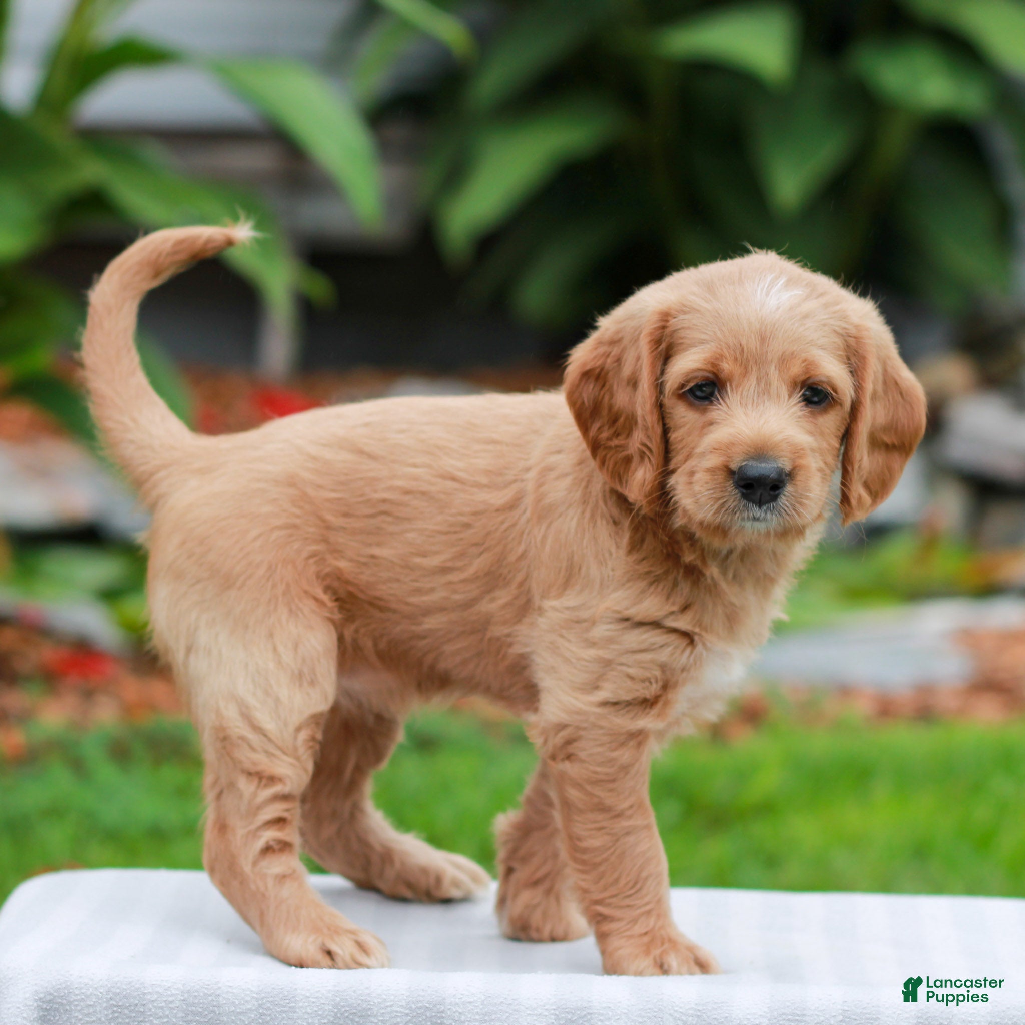 Miniature Labradoodle dogs Charlotte - Ad 1