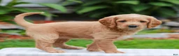 Miniature Labradoodle dogs for sale: Charlotte - Ad 1