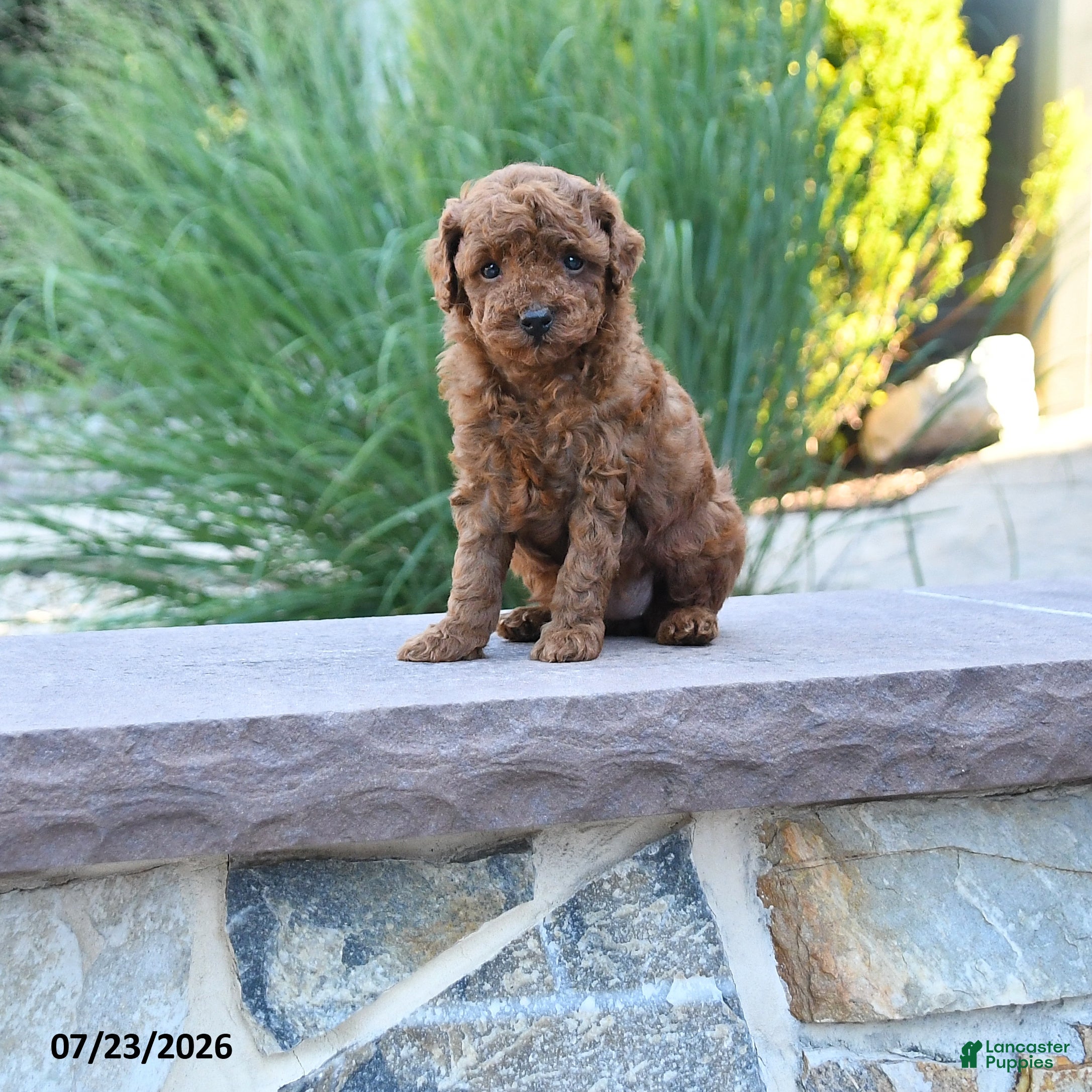 Toy Poodle dogs Kansas - Ad 1
