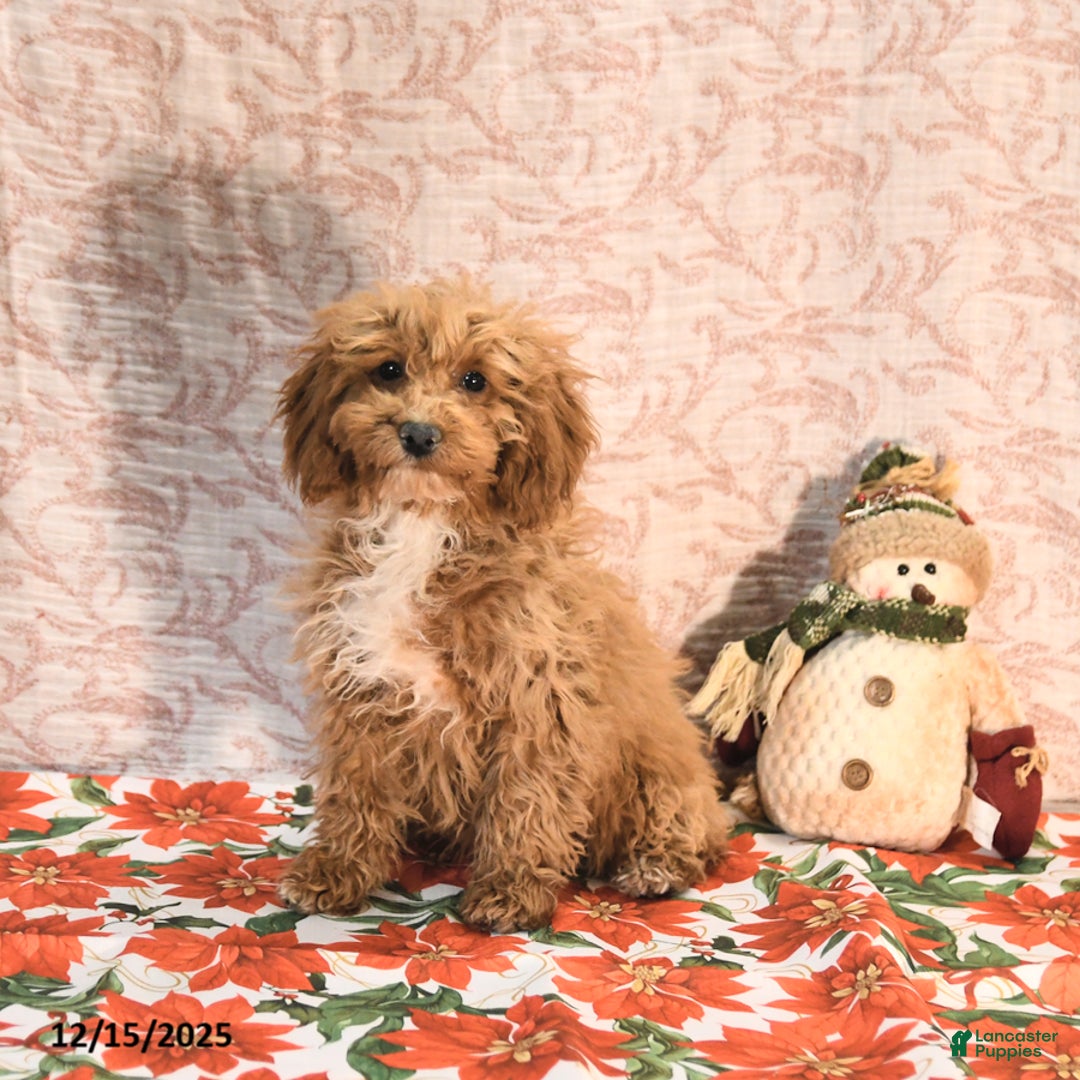 Cockapoo dogs for sale: Cindy - Ad 3