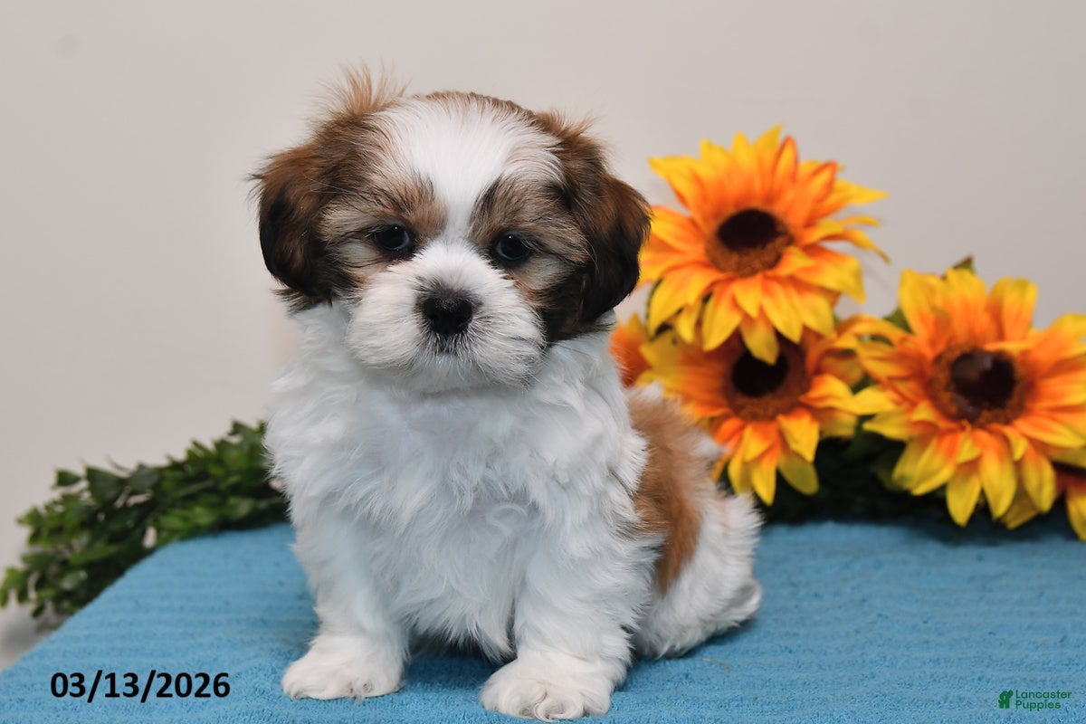 Shih Tzu dogs Peanut  - Ad 1
