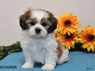 Shih Tzu dogs for sale: Peanut - Ad 2