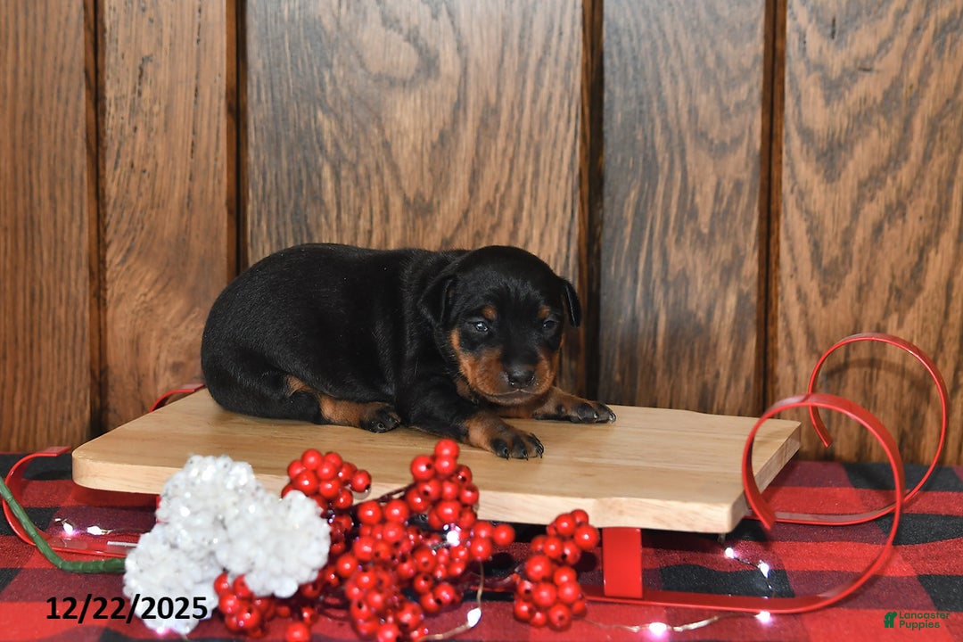 Miniature Pinscher dogs for sale: Archie - Ad 1