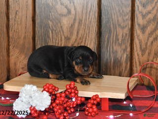 Miniature Pinscher dogs Archie - Ad 6