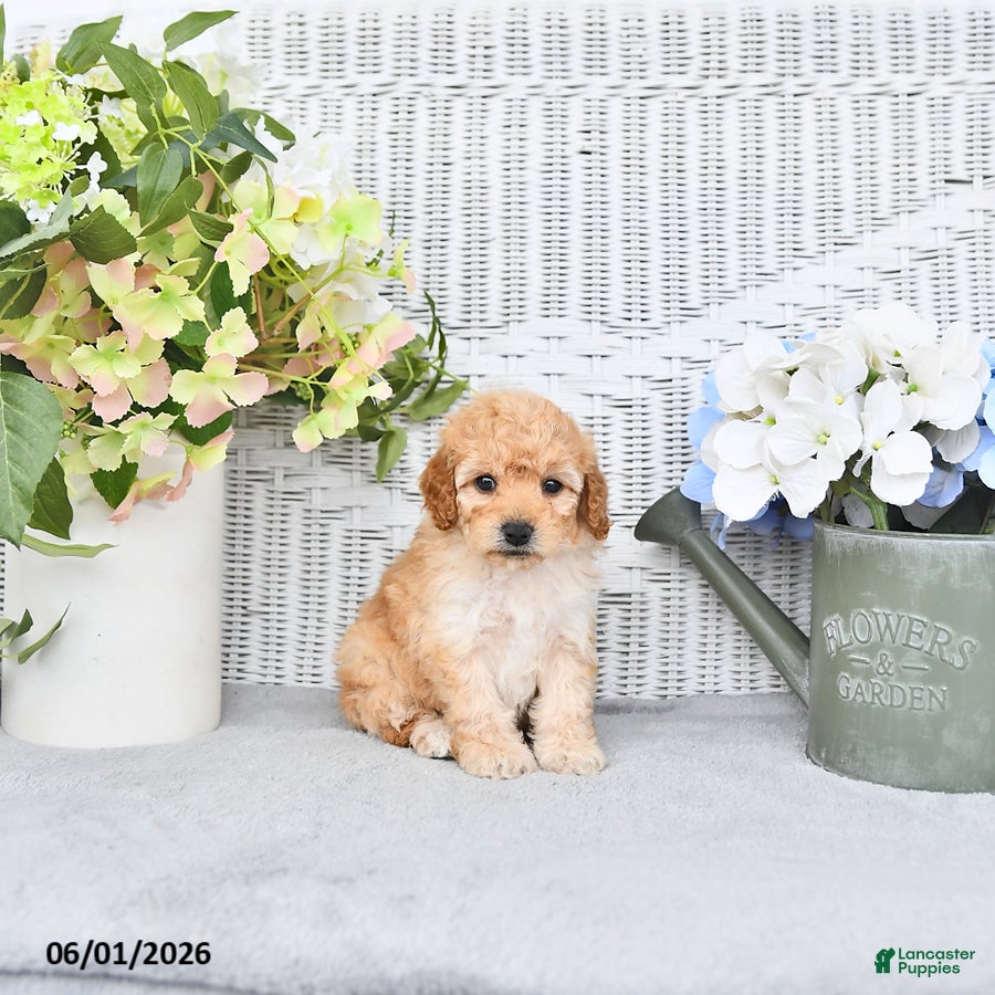 Mini Aussiedoodle dogs for sale: Shelly - Ad 2