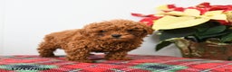 Miniature Poodle dogs for sale: Raymond - Ad 5