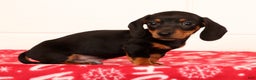 Miniature Dachshund dogs for sale: Henry - Ad 5
