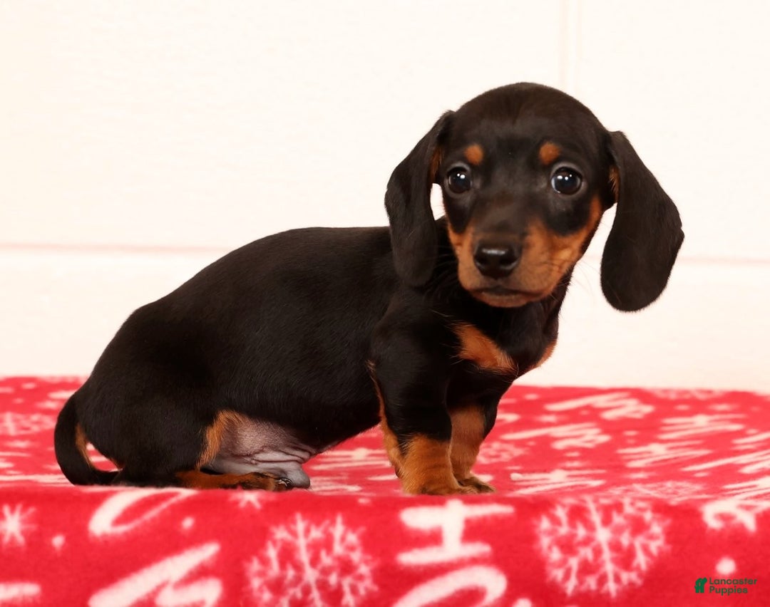 Miniature Dachshund dogs for sale: Henry - Ad 5