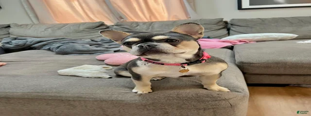 Ellie 