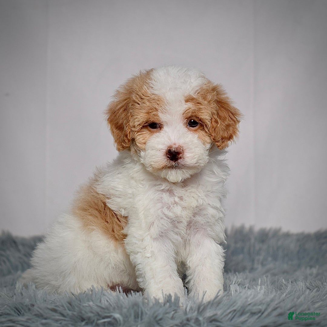 Mini Goldendoodle dogs for sale: Ms. Regan - Ad 7
