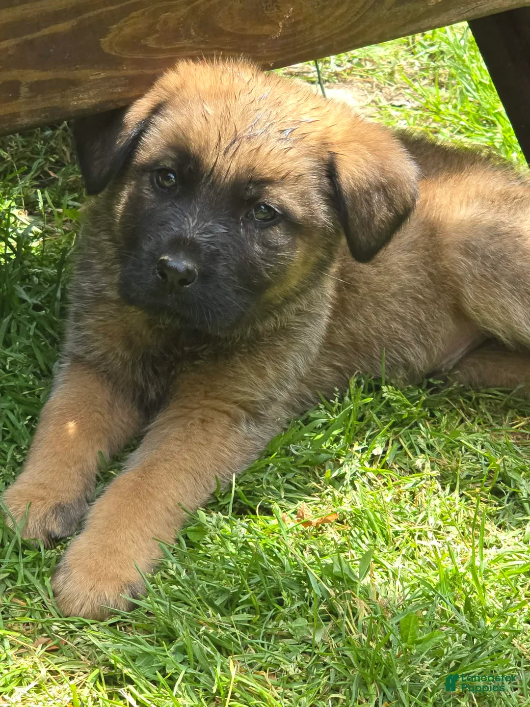 Mixed Breed dogs for sale: Mixed Breed Puppy 1 - Ad 1