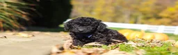 Cavapoo dogs for sale: Landon - Ad 4