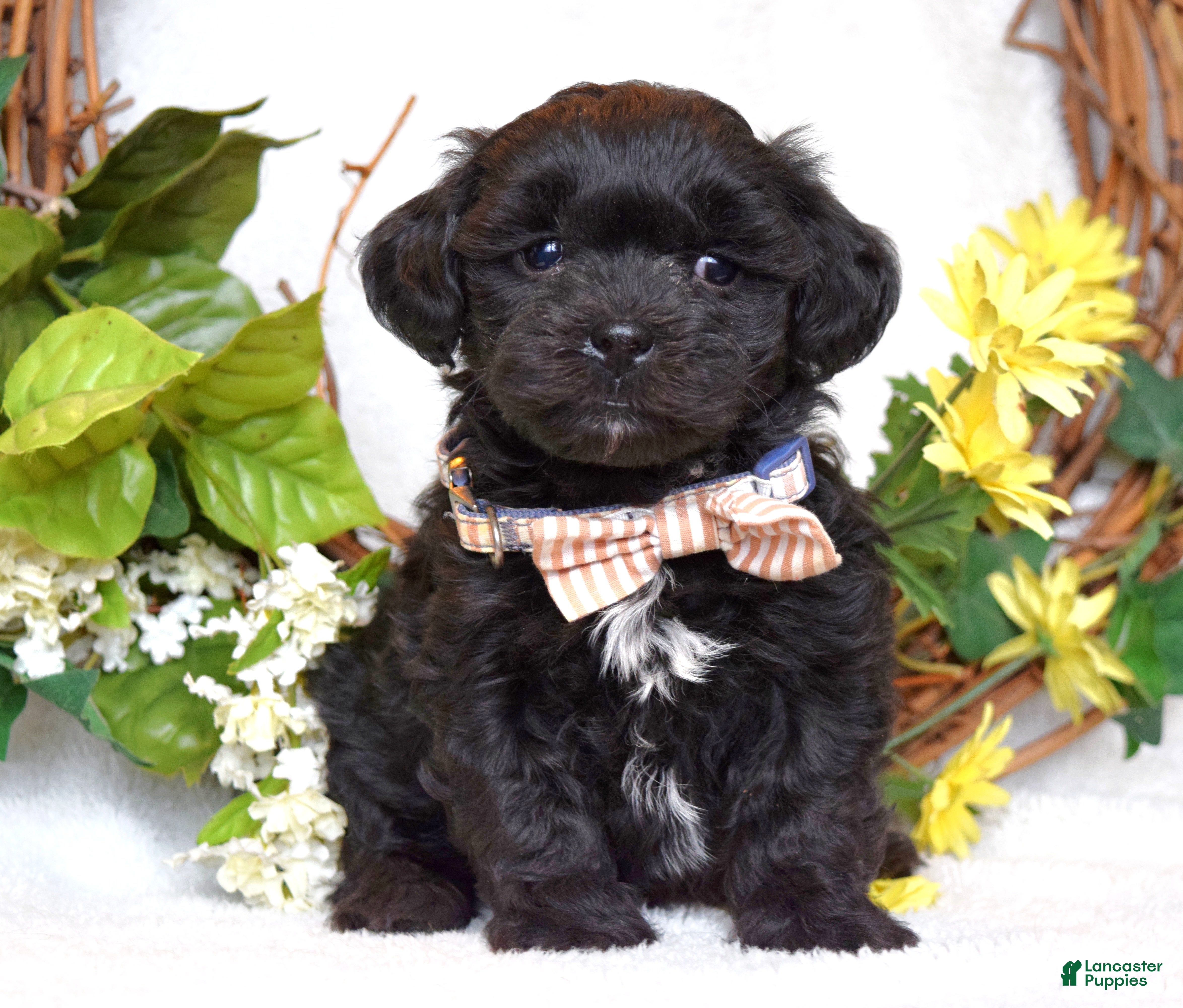 Teddy Bear dogs Benji - Ad 39