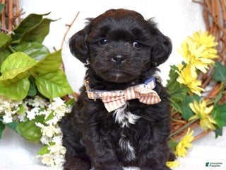 Teddy Bear dogs Benji - Ad 39