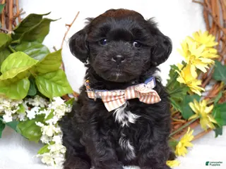 Teddy Bear dogs Benji - Ad 9