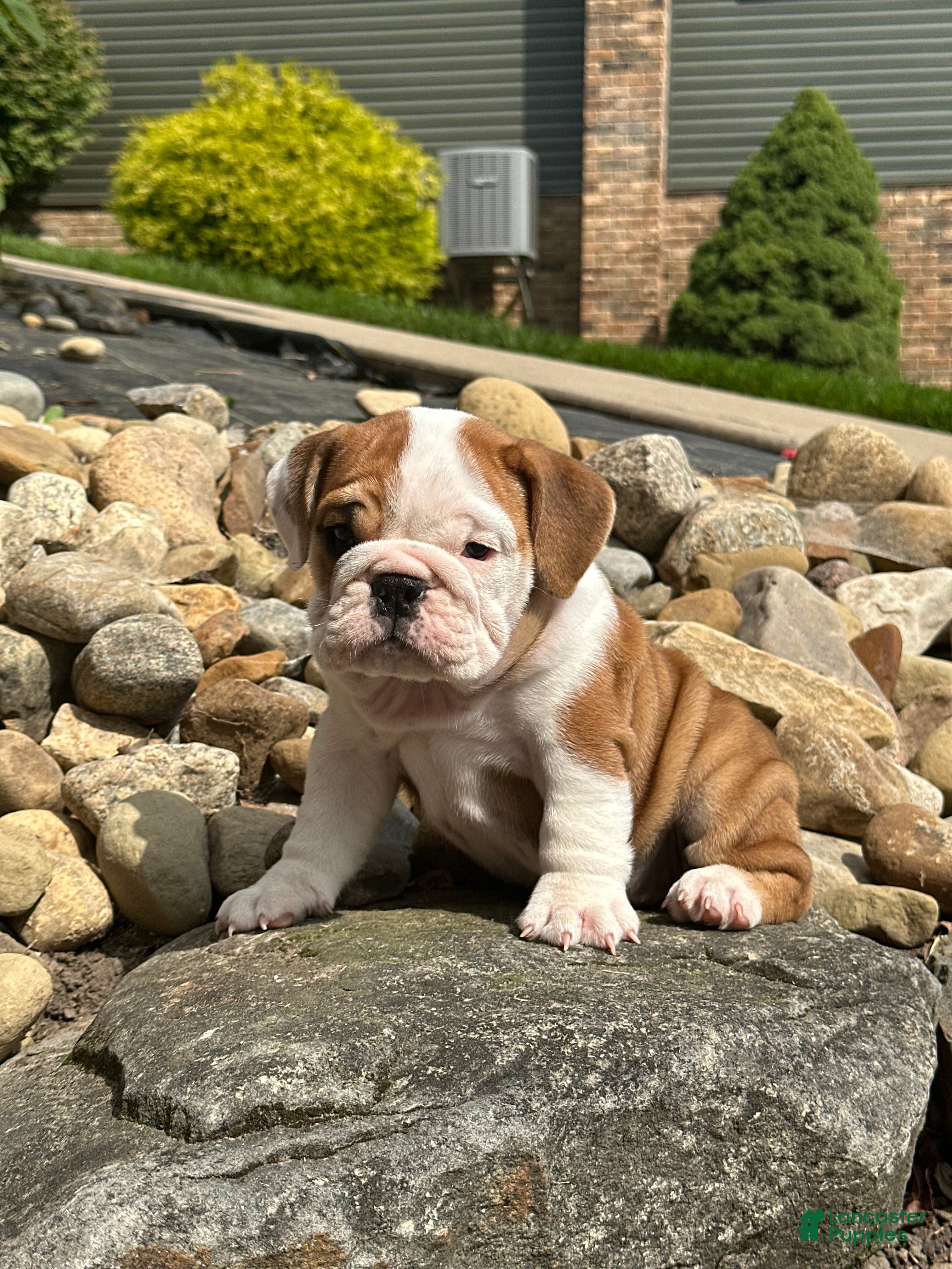 English Bulldog dogs Luna - Ad 1