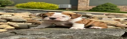 English Bulldog dogs for sale: Luna - Ad 1