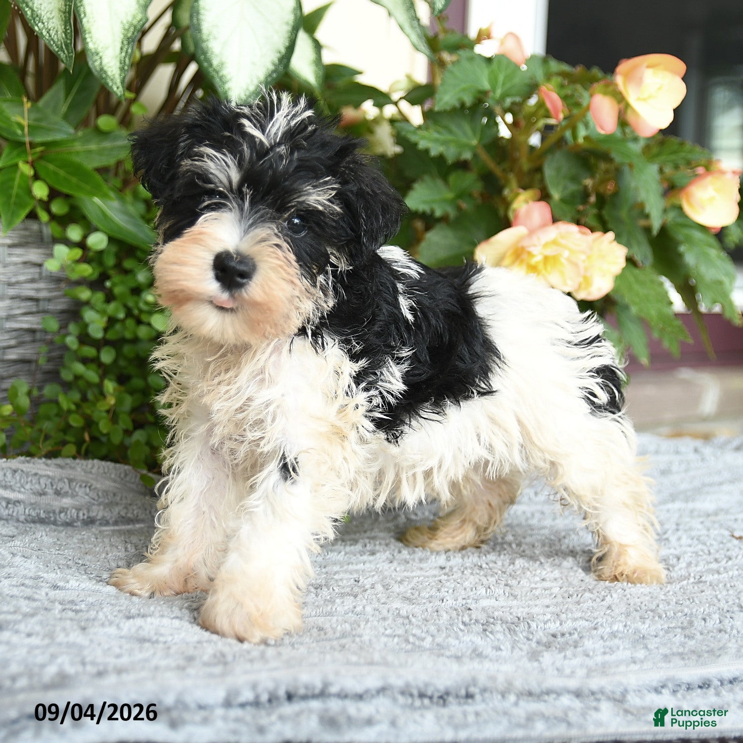 Miniature Schnauzer dogs for sale: Shawn  - Ad 4