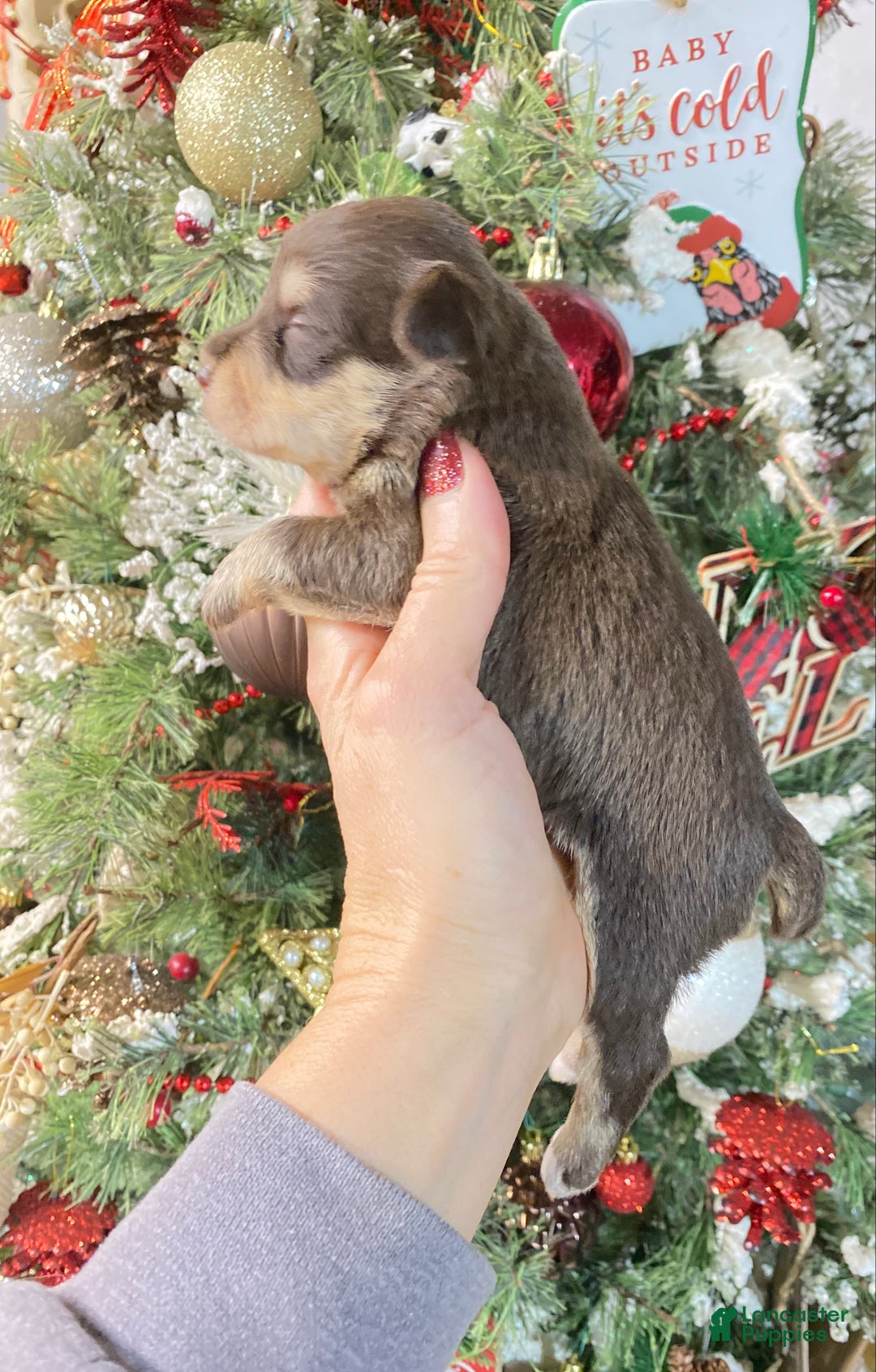 Miniature Schnauzer dogs for sale: Miniature Schnauzer Puppy 6 - Ad 2