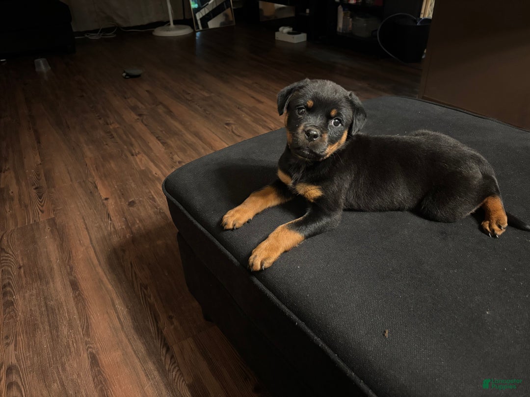 Rottweiler dogs for sale: Nae - Ad 11