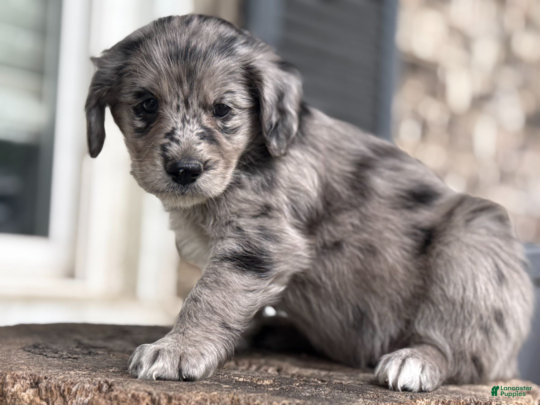 Mixed Breed dogs for sale: Merle Female 1 - Ad 1