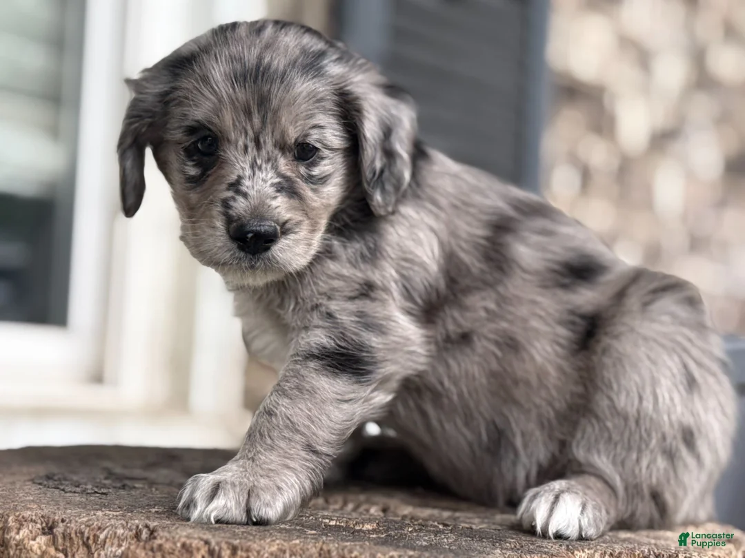 Mixed Breed dogs for sale: Merle Female 1 - Ad 1