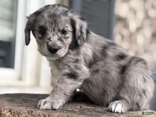 Mixed Breed dogs for sale: Merle Female 1 - Ad 1