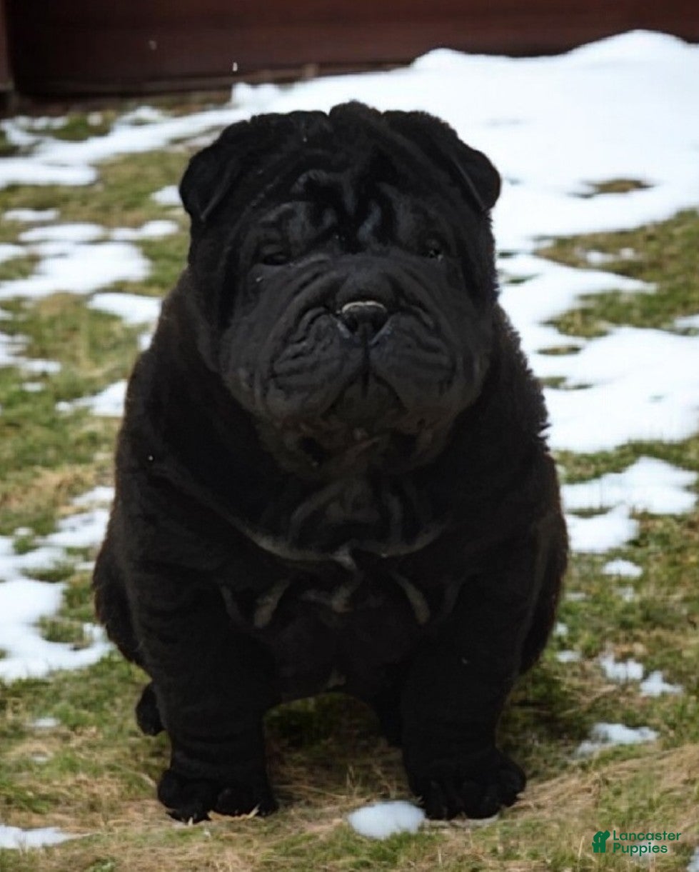 Shar Pei dogs Raven mini  - Ad 3