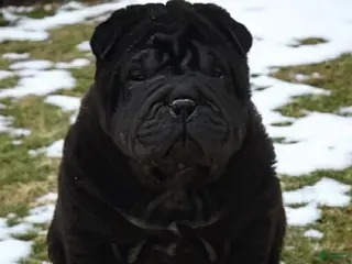 Shar Pei dogs Raven mini - Ad 3