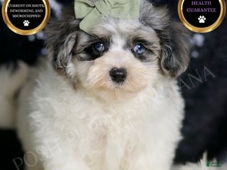 Maltipoo dogs - Ad 1