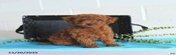 Toy Poodle dogs for sale: Toby - Ad 3
