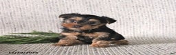 Yorkshire Terrier dogs for sale: Cooper - Ad 3