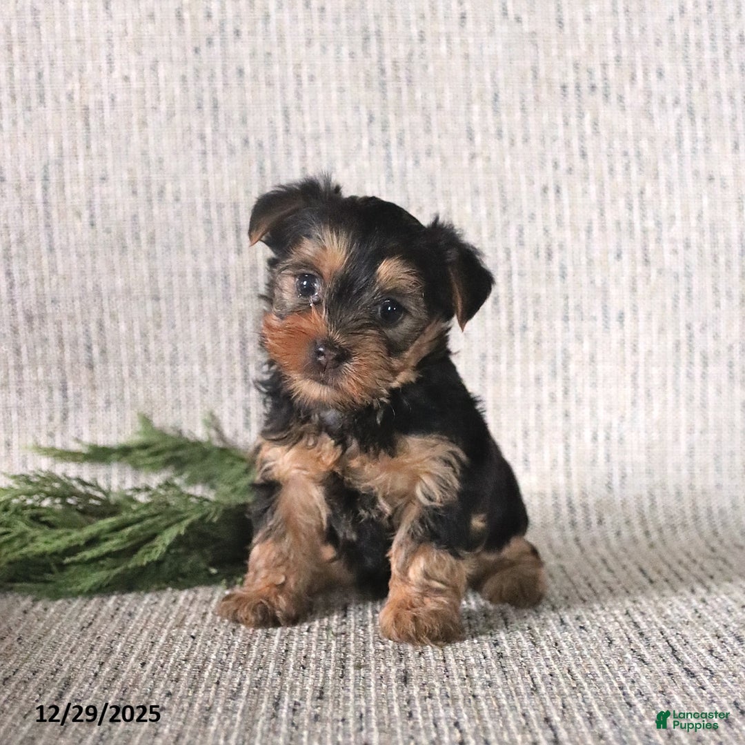 Yorkshire Terrier dogs for sale: Cooper - Ad 3