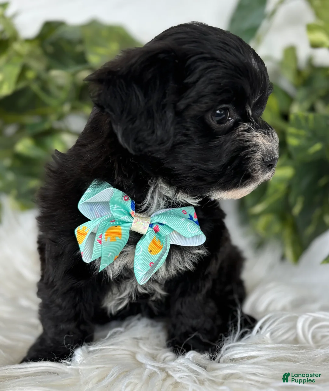 Morkie dogs for sale: Prince  - Ad 8