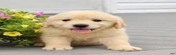 Golden Retriever dogs for sale: Patty - Ad 2
