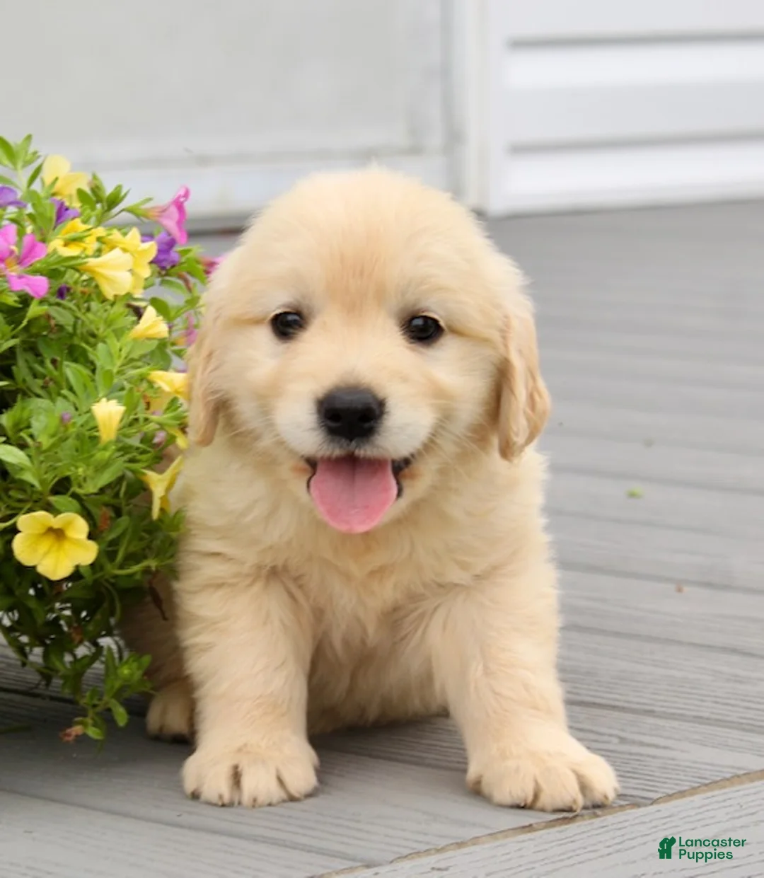 Golden Retriever dogs for sale: Patty - Ad 2