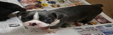 Boston Terrier 5