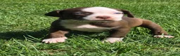 American Bully dogs for sale: Louis V - Ad 3