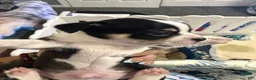 Chihuahua dogs for sale: Chihuahua 1 - Ad 4