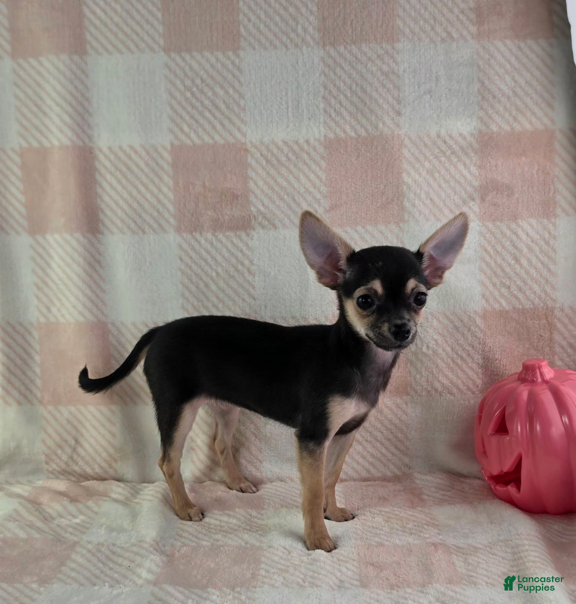 June (Chihuahua, Female) in Brooksville, KY