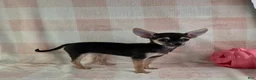 Chihuahua dogs for sale: June - Ad 1