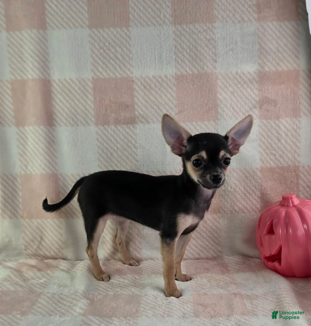 Chihuahua dogs for sale: June - Ad 1