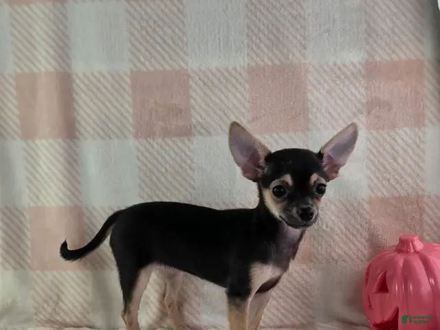 Chihuahua dogs for sale: June - Ad 1