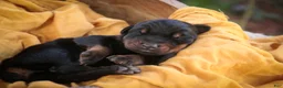 Doberman Pinscher dogs for sale: Ambrose - Ad 7