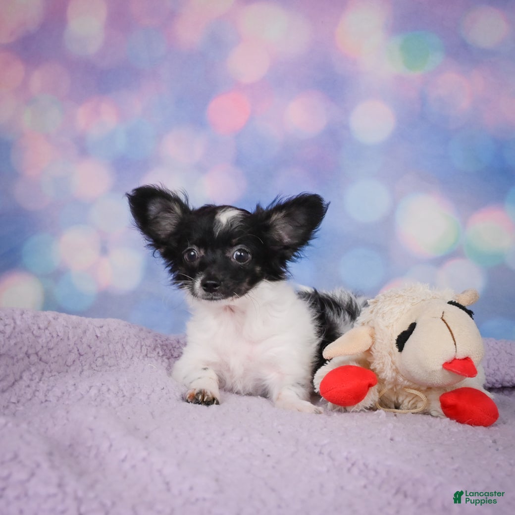 Chihuahua dogs SKYE - Ad 2