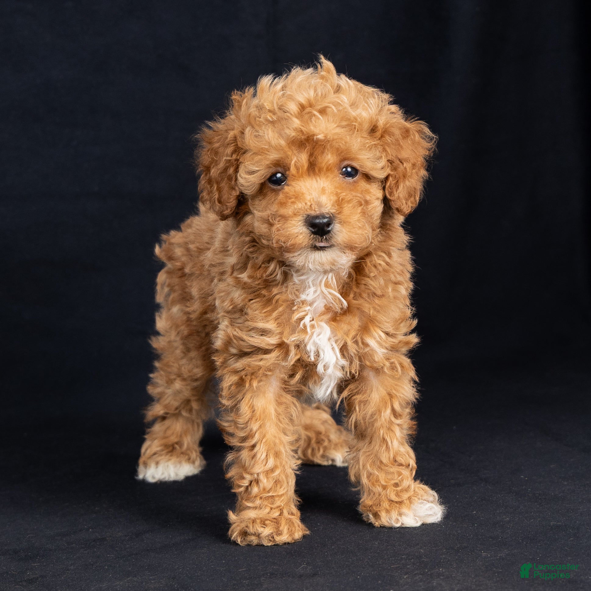 Toy Poodle dogs Esther - Ad 1